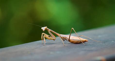 Una Mantis Religiosa Se Sienta En Un Tronco Con Un Fondo Negro Foto