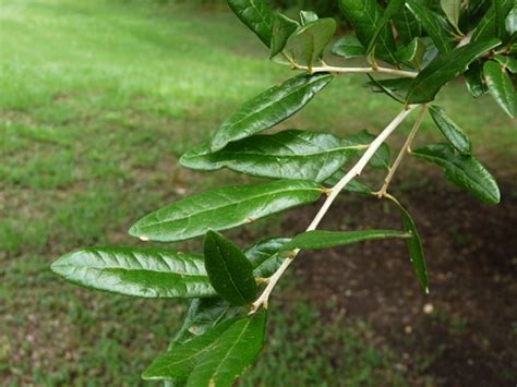 Quercus virginiana