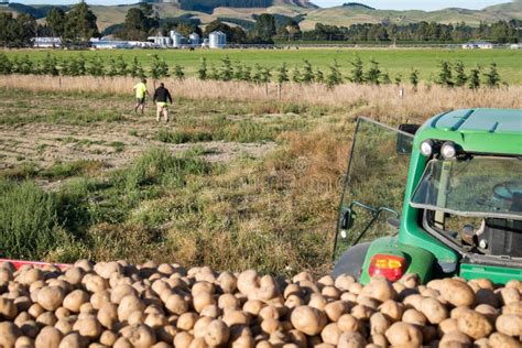 Potato Harvesting In New Zealand Editorial Stock Image Image Of