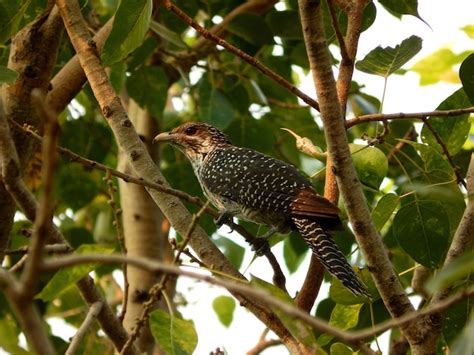 Premium Photo | Nesting nurturers female cuckoo in the art of parenting