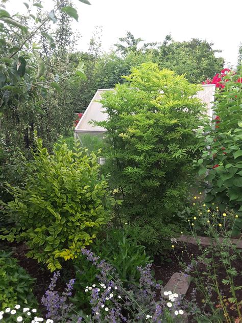 Gelblaubiger S Ulen Holunder Golden Tower Sambucus Nigra Golden