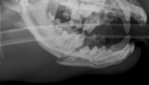 Fractura De Mand Bula Centro De Cirurgia Veterin Ria De Loures