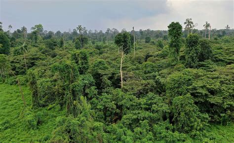 Hutan Simpan Di Tanah Merah Mackenzietarostone