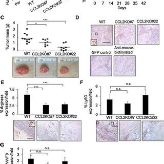 CCL2 Expressing Fibroblasts Enhance Growth Of Primary MCF10CA1d Breast