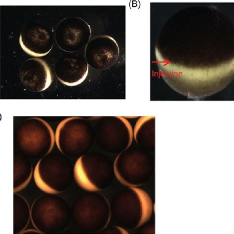 Xenopus Laevis Oocytes Before And After Maturation After Oocyte