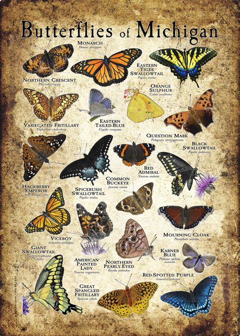 Butterflies Of Michigan Poster Print