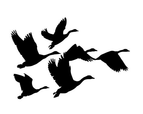 Geese Flying Silhouette Free Stock Photo - Public Domain Pictures