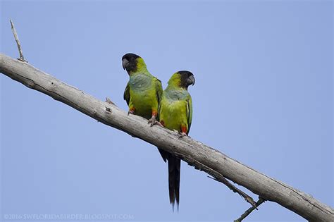 Fort De Soto Park Spring Migration: Pt I | Focusing on Wildlife