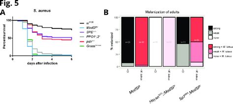 The Toll Pathway Serine Proteases Modsp And Grass Are Required To Download Scientific Diagram