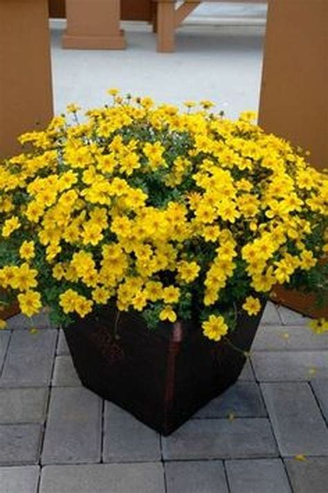 Simple Container Garden Flowers Ideas41 Full Sun Container Plants