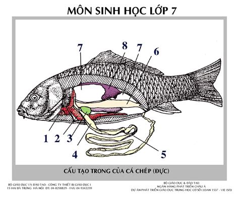 MỔ CÁ - CẤU TẠO TRONG (PHẦN 2) Diagram | Quizlet