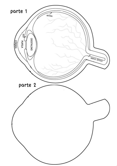 Anatomia Do Olho Humano Anatomia Do Olho Corpo Humano Olho Humano