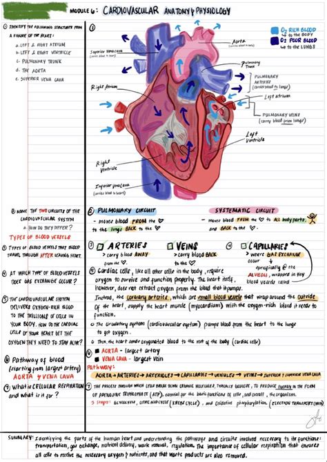 Circulatory System Notes Artofit