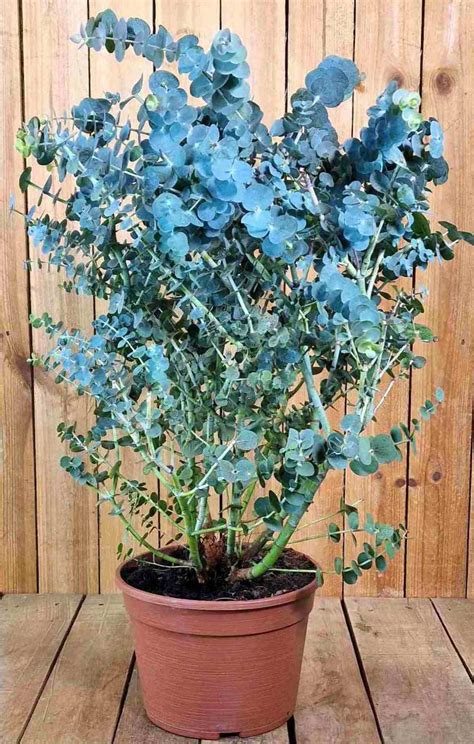 Eukalyptus Mezzo Busch Baby Blue