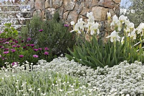 Jardin M Diterran En Fleurs D Iberis Marguerite Africaine Image Stock