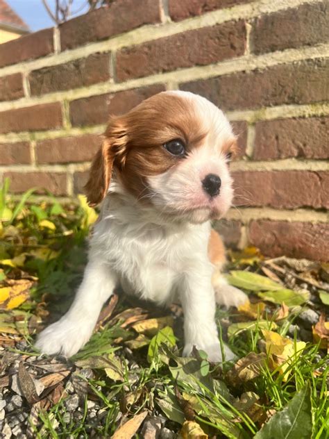 Chiot Elevage Des Eternels Charmeurs Eleveur De Chiens Cavalier