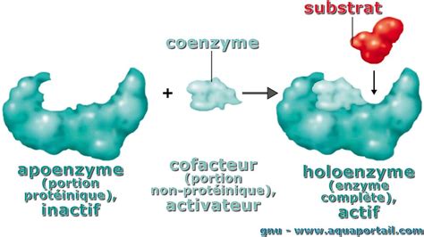 Cofacteur Définition Et Explications