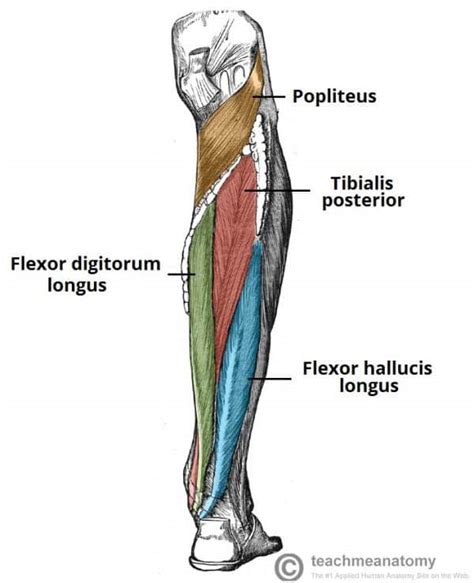 Poplíteo E Tibial Posterior Anatomia Papel E Caneta