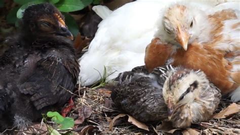 Baby Chicks 4 Weeks Later Youtube