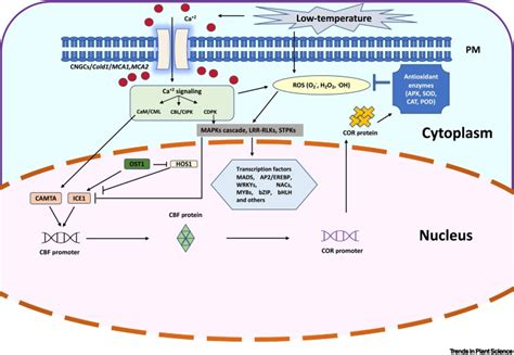 Auxincytokinin Interplay Shapes Root Functionality Under Low