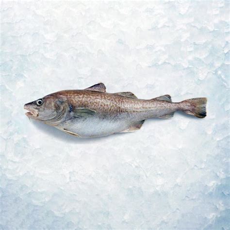 Fresh Whole Pacific Cod Sound Leader Seafoods