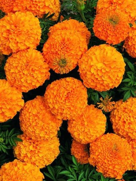 Marigold Flower How To Grow Marigolds In Pots Marigold Flower Care