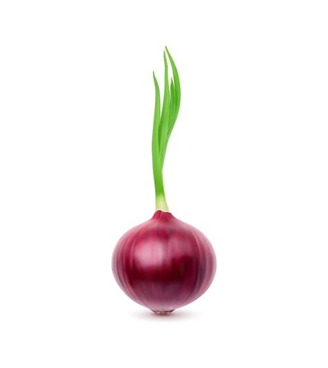 Premium Vector Ripe Raw Realistic Red Whole Onion Vegetable