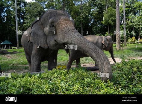 Asian Elephants In Malaysia Stock Photo Alamy