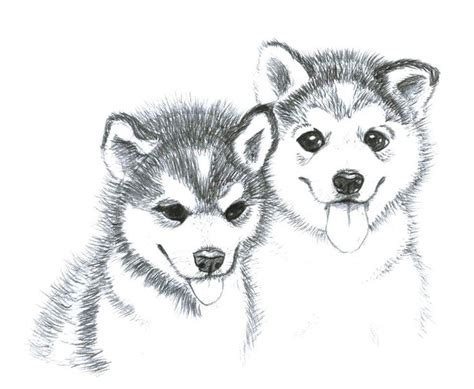 Coloriages Husky Imprimer Sur Wonder Day Chiot Husky Coloriage