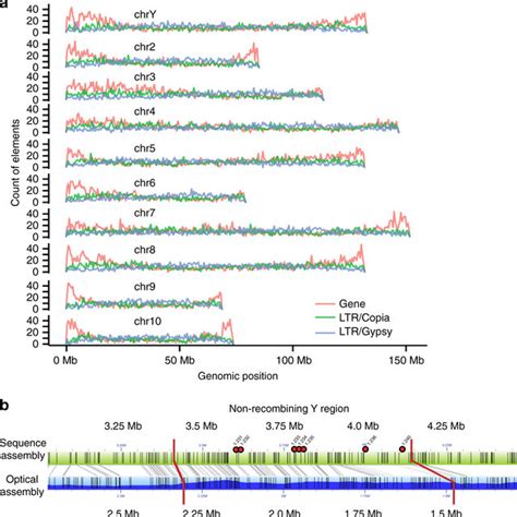 Genome Assembly And Identification Of The Sex Linked Region A The