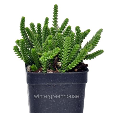 Crassula Muscosa Pseudolycopodiodes Watch Chain Plant 3 26x35