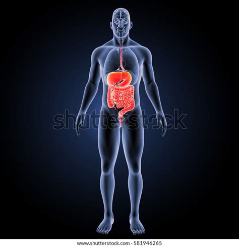 Digestive System Anterior View 3d Illustration 스톡 일러스트 581946265