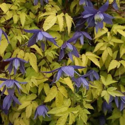 Cl Matite Des Alpes Stolwijk Gold Clematis Alpina Tr S Originale