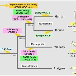 Domestication From LTR Retrotransposons And ERVs In Mammals The