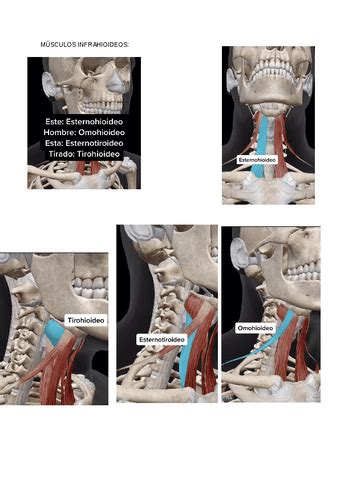 Anatomia Musculos Infrahioideos Pdf