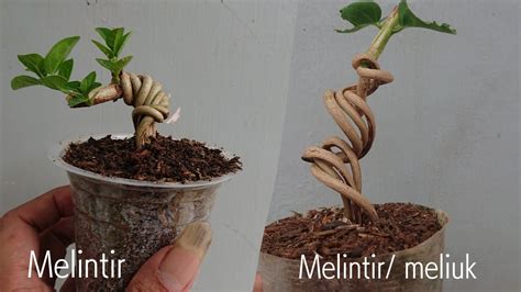 PROGRAM SANCANG MELINTIR MELIUK PREMNA MICROPHYLLA BONSAI YouTube