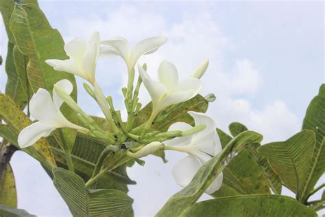 primer plano de flores frangipani blancas en el jardín sobre fondo