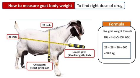 How To Measure Goat Body Weight Vetmedicine