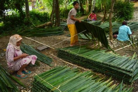 Manfaat Pohon Kelapa Bagi Manusia