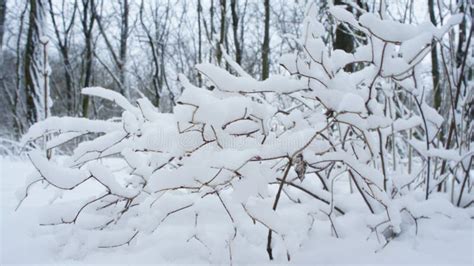 Rvores Congeladas Neve Na Neve Da Rvore No Parque Imagem De Stock