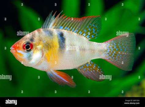 Ram Cichlid Mikrogeophagus Ramirezi In An Aquarium Hi Res Stock