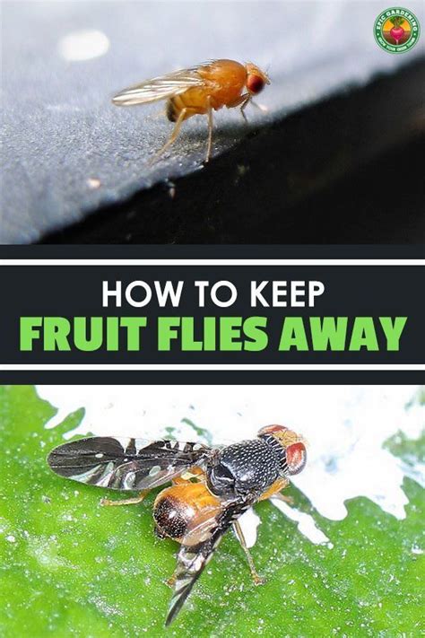 how to keep fruit flies away from your garden or yard pests and control ...