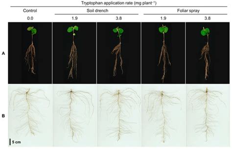 Plants Free Full Text Characterizing Root Morphological Responses