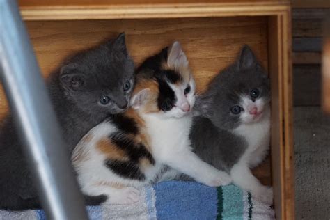 Kittens in a box!!! Kittens, Cats, Cute Animals, Box, Cute Kittens ...