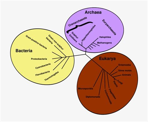 Escherichia Coli Clipart Anaerobic Bacteria Drzewo Rodowe Organizm W