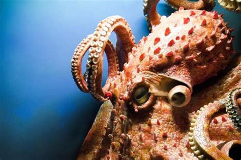 60 Curiosidades del pulpo gigante del pacífico SORPRENDENTES Hoy