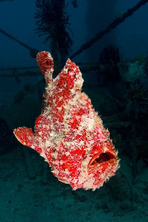 364 Frogfish Camouflage Stock Photos - Free & Royalty-Free Stock Photos ...