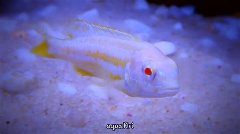 Albino Auratus Fish Melanochromis Auratus Cichlid Youtube