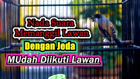 NADA SUARA CENDET JERNIH MEMANGGIL LAWAN MUDAH DIIKUTI PANCINGAN