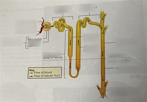 nephron structure indicating the flow of tubular fluid Diagram | Quizlet